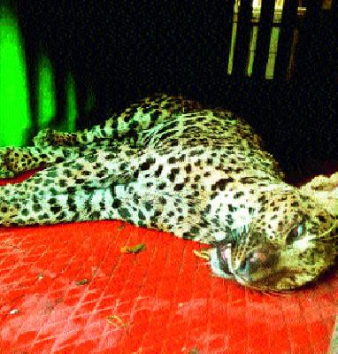 In the possession of a sick leopard | आजारी बिबट्याला घेतले ताब्यात