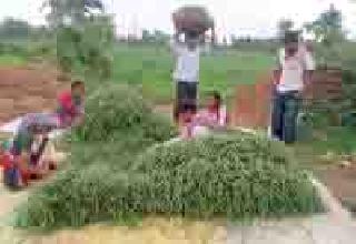 Record of 2.50 lakh acre in 2 acre | २ एकरात २.५० लाखांचे विक्रमी उत्पादन Record of 2.50 lakh acre in 2 acre | २ एकरात २.५० लाखांचे विक्रमी उत्पादन