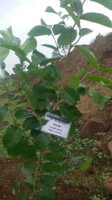 Tree Planters 'Nameplate' on each tree | प्रत्येक झाडावर लावली वृक्षारोपण करणाऱ्याची ‘नेमप्लेट’ Tree Planters 'Nameplate' on each tree | प्रत्येक झाडावर लावली वृक्षारोपण करणाऱ्याची ‘नेमप्लेट’