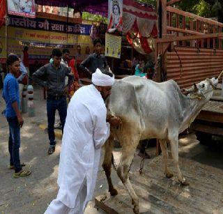 'We will have weapons to teach the lesson to the Gurkhas' | ‘गोरक्षकांना धडा शिकवण्यासाठी हाती शस्त्रे घेऊ’ 'We will have weapons to teach the lesson to the Gurkhas' | ‘गोरक्षकांना धडा शिकवण्यासाठी हाती शस्त्रे घेऊ’