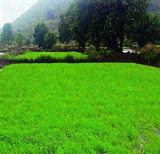 Bhatlagavadi Jomat in Maval taluka | मावळ तालुक्यात भातलागवडी जोमात Bhatlagavadi Jomat in Maval taluka | मावळ तालुक्यात भातलागवडी जोमात