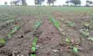 Sowns ... | पेरण्या साधल्या... Sowns ... | पेरण्या साधल्या...