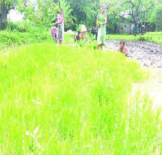 Bhatrope departed with santhadhare and went away | संततधारेने भातरोपे गेली वाहून Bhatrope departed with santhadhare and went away | संततधारेने भातरोपे गेली वाहून