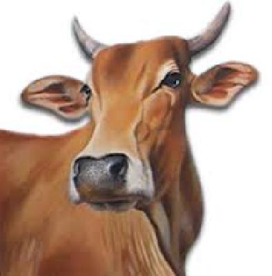 Two cows killed by electric shock | विजेचा शॉक लागून दोन गायी ठार