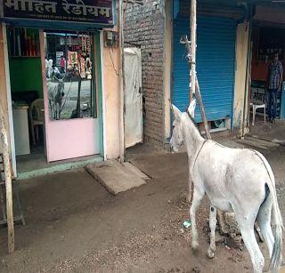 Donkey love, but donkey's love ... | गाढव प्रेम नव्हे, गाढवाचे आरसाप्रेम... Donkey love, but donkey's love ... | गाढव प्रेम नव्हे, गाढवाचे आरसाप्रेम...