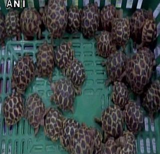 Chitrakootra grabbed the "Star" kidnapper, captured 200 cartridges | "स्टार" कासवांची तस्करी करणा-या पित्रापुत्राला बेड्या, 200 कासव जप्त Chitrakootra grabbed the "Star" kidnapper, captured 200 cartridges | "स्टार" कासवांची तस्करी करणा-या पित्रापुत्राला बेड्या, 200 कासव जप्त