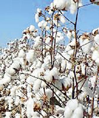 Text to soyabean, Cotton likes it | सोयाबीनकडे पाठ, कापसाला पसंती