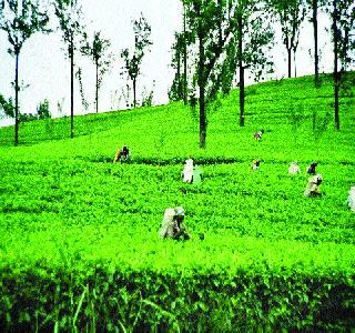 Due to the tension in Darjeeling, there is adverse effect on tea exports | दार्जिलिंगमधील तणावामुळे चहा निर्यातीवर विपरीत परिणाम Due to the tension in Darjeeling, there is adverse effect on tea exports | दार्जिलिंगमधील तणावामुळे चहा निर्यातीवर विपरीत परिणाम