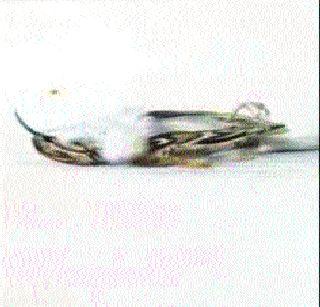 Picture of 118 years ago found in Antarctica | अंटार्क्टिकावर सापडले ११८ वर्षांपूर्वीचे पक्ष्याचे चित्र