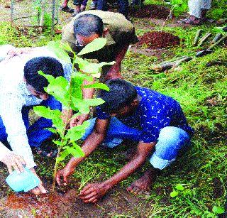 Not 'adulthood', 'collusion' disease | ‘मिलीबग’ नव्हे,‘मिलीभगत’ रोग Not 'adulthood', 'collusion' disease | ‘मिलीबग’ नव्हे,‘मिलीभगत’ रोग