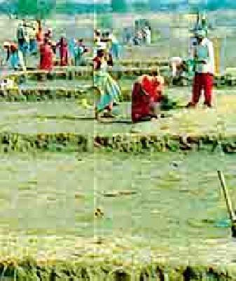 There is no cash in hand | रोहयोची मजुरी जमा झालीच नाही