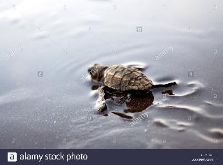 The life of Tasla caught in the trap | जाळ्यात अडकलेल्या कासवाला जीवदान The life of Tasla caught in the trap | जाळ्यात अडकलेल्या कासवाला जीवदान