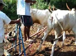 Private Seed Less Response! | खासगी बियाण्याला अल्प प्रतिसाद !