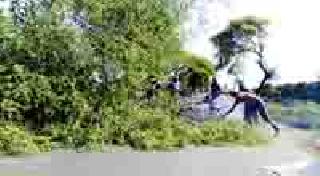 The trees ran out of woods, started the tree cover | वृक्षलागवड संपली, वृक्षकटाई सुरू The trees ran out of woods, started the tree cover | वृक्षलागवड संपली, वृक्षकटाई सुरू