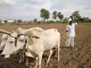The eyes of the farmers in the sky | शेतकऱ्यांचे डोळे आभाळाकडे