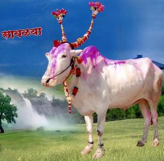 Kavalpur's 'Exit' | कवलापूरच्या सावळ्याची ‘एक्झीट’ Kavalpur's 'Exit' | कवलापूरच्या सावळ्याची ‘एक्झीट’