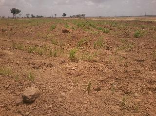 Dense run ray ... Deja bean ray ...! | घना धाव रे... भिजव रान रे...! Dense run ray ... Deja bean ray ...! | घना धाव रे... भिजव रान रे...!