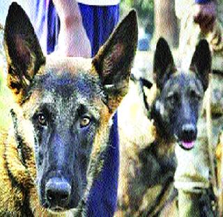 The White House protector is now the watch carrier | व्हाइट हाउसची सुरक्षा करणारे कुत्रे आता काझिरंगात देणारा पहारा The White House protector is now the watch carrier | व्हाइट हाउसची सुरक्षा करणारे कुत्रे आता काझिरंगात देणारा पहारा