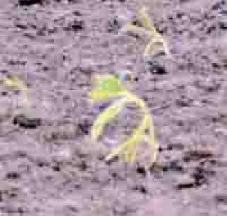 Do not worry | आभाळमाया पाझरेना Do not worry | आभाळमाया पाझरेना