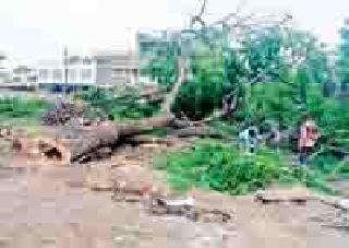 On one side, tree plantation, on the other hand, slaughter of trees | एकीकडे वृक्षलागवड तर दुसरीकडे झाडांची कत्तल On one side, tree plantation, on the other hand, slaughter of trees | एकीकडे वृक्षलागवड तर दुसरीकडे झाडांची कत्तल