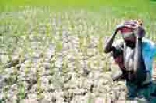 Hailpot for crop loans | पीक कर्जासाठी हेलपाटे सुरूच Hailpot for crop loans | पीक कर्जासाठी हेलपाटे सुरूच