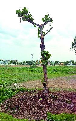 Gnanakkha pathway received from Navsanjivan! | गोरक्षण मार्गावरील वृक्षाला मिळाली नवसंजीवनी!