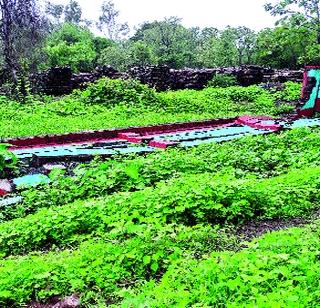 The guard wall of the woodwork collapsed in a month | काष्ठ आगाराची संरक्षक भिंत महिनाभरात कोसळली The guard wall of the woodwork collapsed in a month | काष्ठ आगाराची संरक्षक भिंत महिनाभरात कोसळली