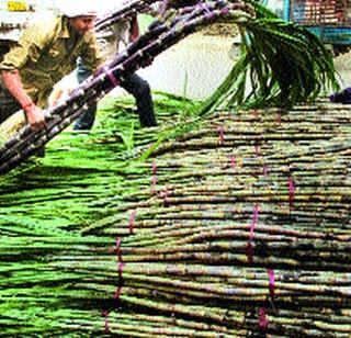 Due to the sowing crisis in Sangli, Satara | सांगली, साताऱ्यात दुबार पेरणीचे संकट Due to the sowing crisis in Sangli, Satara | सांगली, साताऱ्यात दुबार पेरणीचे संकट