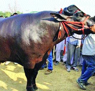 9 crores of rupees | ९ कोटींचा रेडा 9 crores of rupees | ९ कोटींचा रेडा
