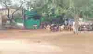 'She' became the official residence of the 'goat' center | ‘ते’ शासकीय निवासस्थान बनले ‘शेळीपालन’ केंद्र 'She' became the official residence of the 'goat' center | ‘ते’ शासकीय निवासस्थान बनले ‘शेळीपालन’ केंद्र