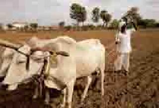 Waiting for farmers to be strong rain | शेतकऱ्यांना दमदार पावसाची प्रतीक्षा Waiting for farmers to be strong rain | शेतकऱ्यांना दमदार पावसाची प्रतीक्षा