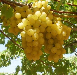 Casting of grapes will be made available to the farmers of the state abroad - Phundkar | परदेशात मागणी असलेल्या द्राक्षाची जात राज्यातील शेतकऱ्यांना उपलब्ध करुन देणार- फुंडकर