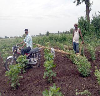 Farmers of Dahigan: Use of bicycling | दहिगावच्या शेतक:याचा दुचाकीद्वारे कोळपणीचा प्रयोग Farmers of Dahigan: Use of bicycling | दहिगावच्या शेतक:याचा दुचाकीद्वारे कोळपणीचा प्रयोग