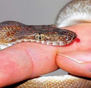 Tanhulila should be worn in a very slow way while milking | तान्हुलीला दूध पाजताना काळाने घातला घाला Tanhulila should be worn in a very slow way while milking | तान्हुलीला दूध पाजताना काळाने घातला घाला