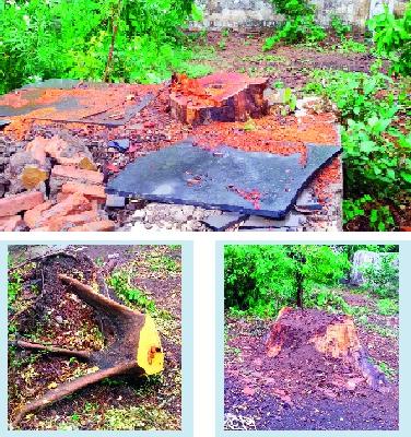 Slaughter of trees at the residence of 'SDO'! | ‘एसडीओं’च्या निवासस्थानी वृक्षांची कत्तल!