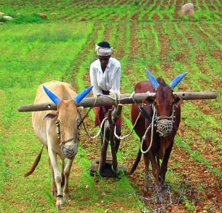 State government considering the new guideline for debt waiver | कर्जमाफीसाठी नव्या गाईडलाईनच्या विचारात राज्य सरकार State government considering the new guideline for debt waiver | कर्जमाफीसाठी नव्या गाईडलाईनच्या विचारात राज्य सरकार