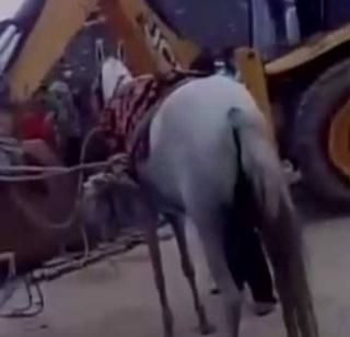 VIDEO: Jump straight into the well in Navarwade | VIDEO- नवरदेव बसलेल्या घोडीची थेट विहिरीत उडी VIDEO: Jump straight into the well in Navarwade | VIDEO- नवरदेव बसलेल्या घोडीची थेट विहिरीत उडी