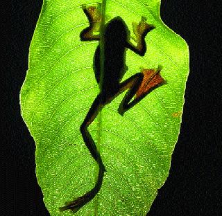 Baiju Patil, Japan's 'Nature Best Asia' award | बैजू पाटील यांना जपानचा ‘नेचर बेस्ट एशिया’ पुरस्कार Baiju Patil, Japan's 'Nature Best Asia' award | बैजू पाटील यांना जपानचा ‘नेचर बेस्ट एशिया’ पुरस्कार
