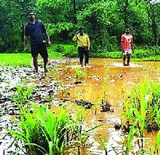 Farmers' loss due to 'Exberbia' | ‘एक्झर्बिया’मुळे शेतकऱ्यांचे नुकसान Farmers' loss due to 'Exberbia' | ‘एक्झर्बिया’मुळे शेतकऱ्यांचे नुकसान