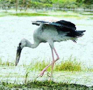 Arrival of migratory birds in Vasaiet | वसईत स्थलांतरित पक्ष्यांचे आगमन Arrival of migratory birds in Vasaiet | वसईत स्थलांतरित पक्ष्यांचे आगमन