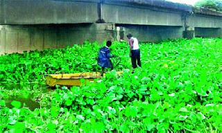 The work of drainage work started | पाणवेली काढण्याचे काम सुरु