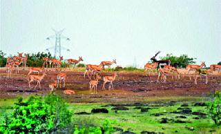 Free communication of deer in Yeola taluka | येवला तालुक्यात हरणांचा मुक्त संचार
