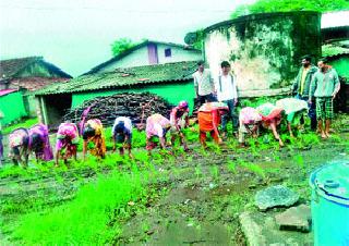 Rice cultivation on the road | रस्त्यात भाताची लागवड