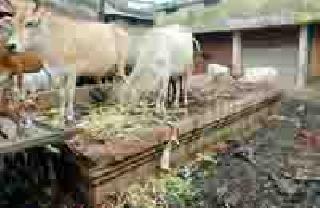 Arrivals in the market, health care | बाजारात येताय, आरोग्य सांभाळा Arrivals in the market, health care | बाजारात येताय, आरोग्य सांभाळा