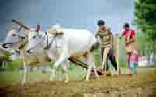 Only 48 percent sowing | केवळ ४८ टक्के पेरणी Only 48 percent sowing | केवळ ४८ टक्के पेरणी