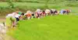 In the raiding operation: | रोवणी धडाक्यात : In the raiding operation: | रोवणी धडाक्यात :