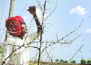 Drought in Balapur taluka! | बाळापूर तालुक्यावर दुष्काळाचे सावट! Drought in Balapur taluka! | बाळापूर तालुक्यावर दुष्काळाचे सावट!