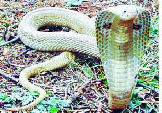 Allow the unbelievers to live | जिवंत नागपूजेस परवानगी द्यावी Allow the unbelievers to live | जिवंत नागपूजेस परवानगी द्यावी