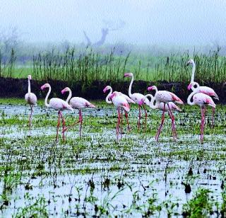 Fleming's princess gathered again! | देखण्या राजबिंड्या फ्लेमिंगोंची जमली पुन्हा मांदियाळी! Fleming's princess gathered again! | देखण्या राजबिंड्या फ्लेमिंगोंची जमली पुन्हा मांदियाळी!
