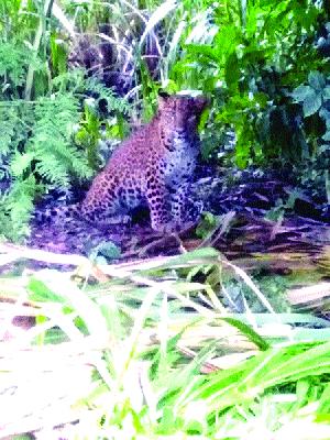 Fear of the villagers; Leopard bitch! | गावकऱ्यांची घाबरगुंडी; बिबट्या बिनधास्त! Fear of the villagers; Leopard bitch! | गावकऱ्यांची घाबरगुंडी; बिबट्या बिनधास्त!